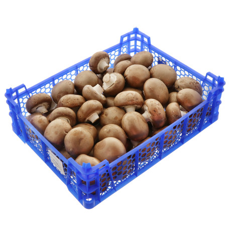 CHAMPIGNON BRUN 3KG